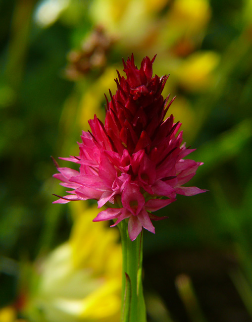 Nigritella rubra